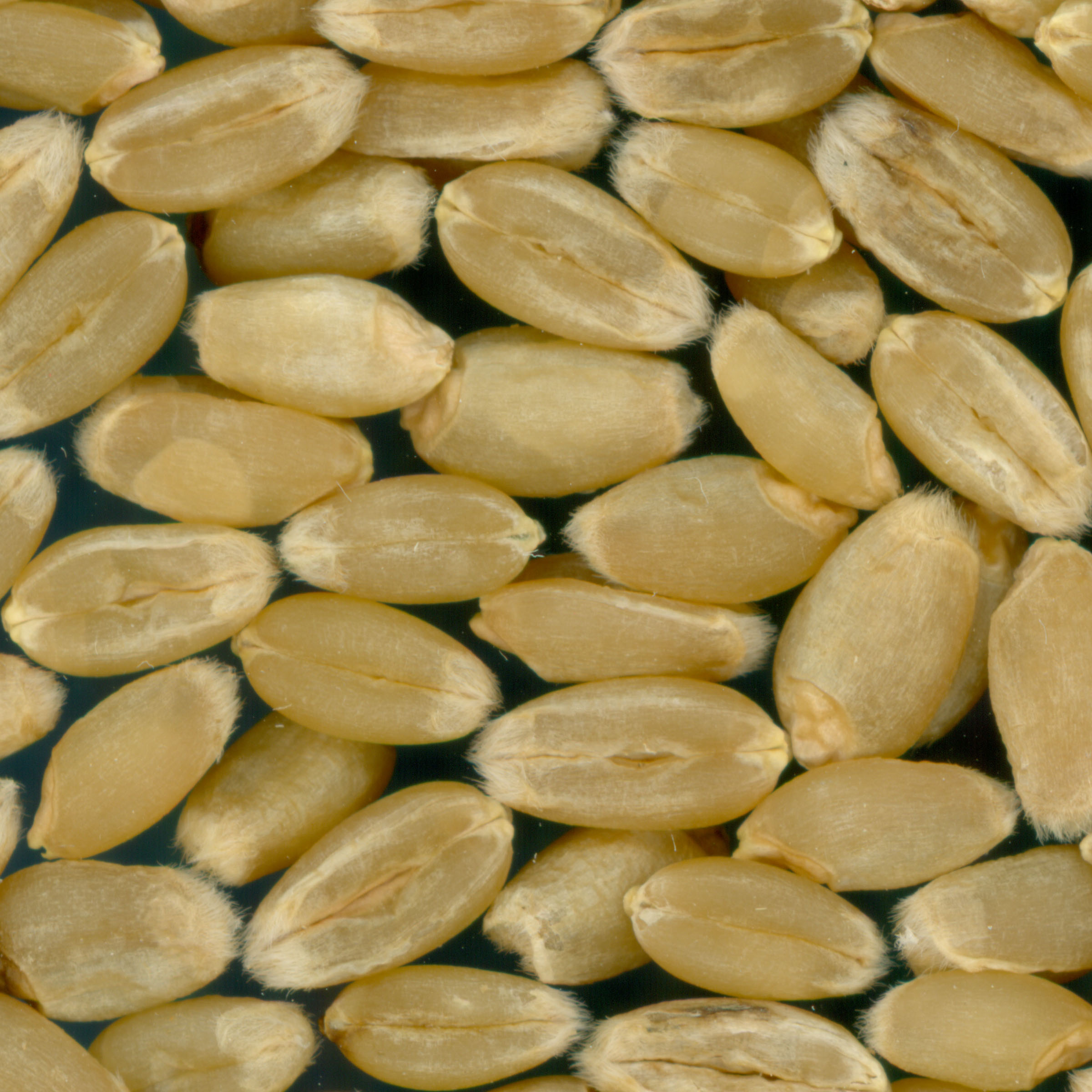 KERNELS